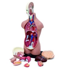 HUMAN TORSO İNSAN VÜCUDU MODELİ 50 CM 11 PARÇA