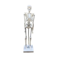 ERKENTMED JACK İNSAN İSKELET MODELİ  45CM 1/4 BOY