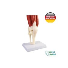 4662 DİZ EKLEM MODELİ KASLI