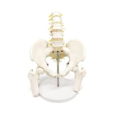ERKENTMED SP01 OMURGA MODELİ PELVİS VE BACAK KEMİKLİ 1/1 GERÇEK BOYUT